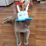 Hat Cap Cake Candles Pet Birthday Costume Cosplay Puppy Dog Cat Christmas Deco