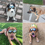 Dog Pet Puppy Cat Wind Waterproof UV Black Sunglasses Goggle Adjustable Straps