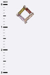 Cubic Zirconia Designed Earrings