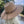 WIDE BRIM DANDY PANAMA HAT FOR WOMEN