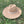 WIDE BRIM DANDY PANAMA HAT FOR WOMEN