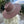 WIDE BRIM DANDY PANAMA HAT FOR WOMEN