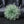 Green Camellia Flower Sparkle Brooch Hair Clip