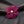 Brilliant Fuchsia Blooming Flower Brooch Hair Clip